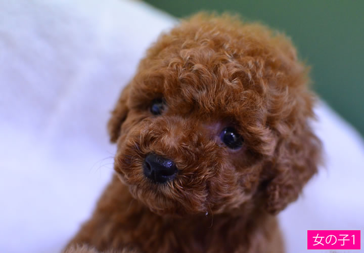 トイプードル|子犬販売|写真16