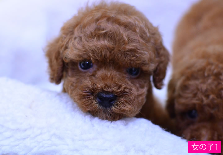 トイプードル|子犬販売|写真17
