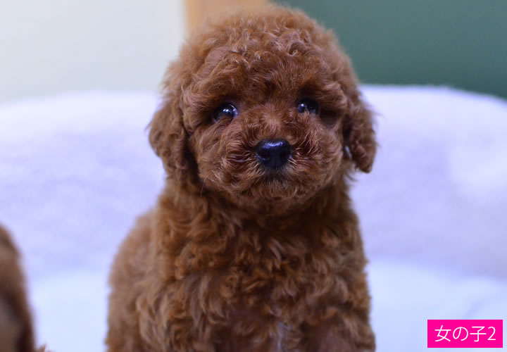 トイプードル|子犬販売|写真18