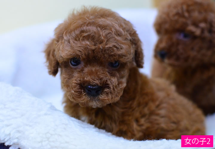 トイプードル|子犬販売|写真19