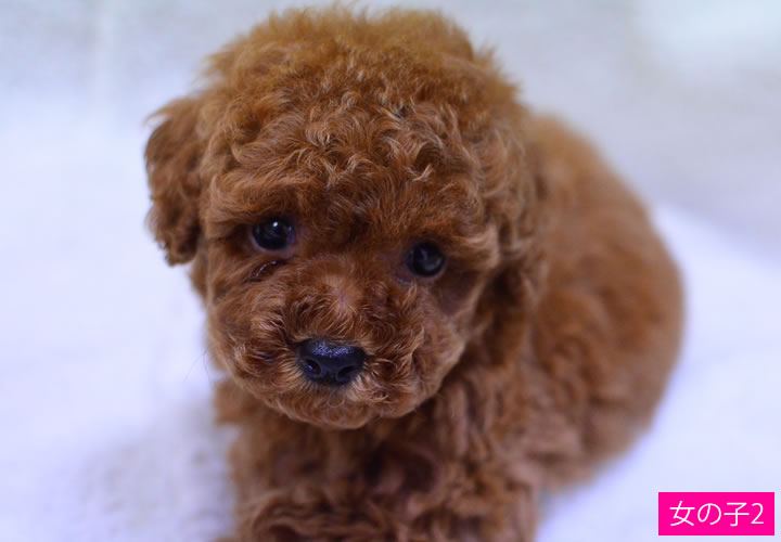 トイプードル|子犬販売|写真20