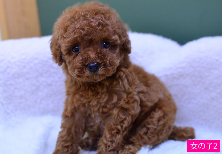 トイプードル|子犬販売|写真21