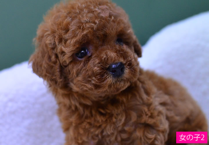 トイプードル|子犬販売|写真22