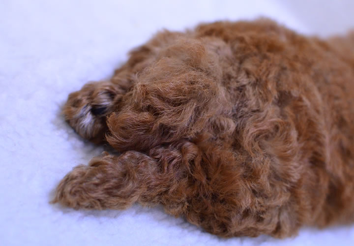 トイプードル|子犬販売|写真23