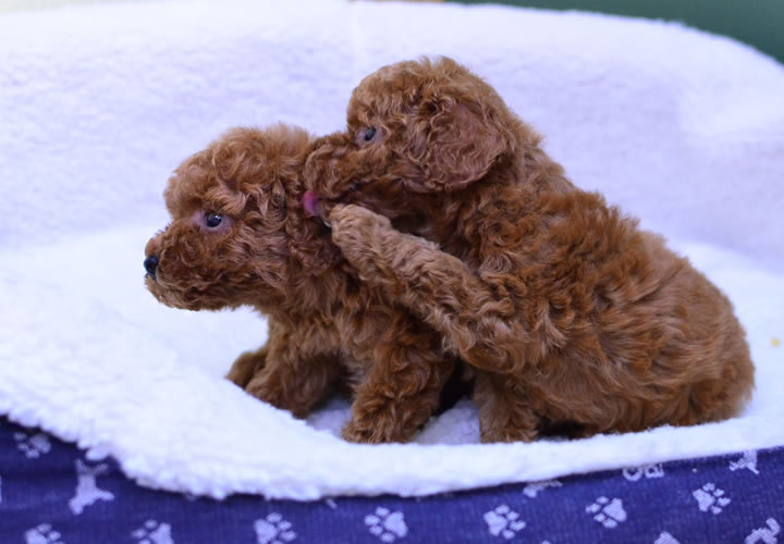 トイプードル|子犬販売|写真24