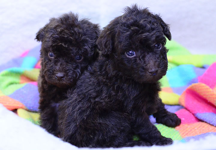 トイプードル|子犬販売|写真01