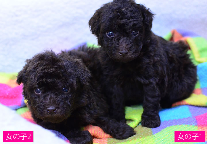 トイプードル|子犬販売|写真02
