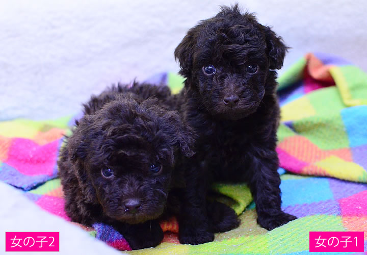 トイプードル|子犬販売|写真03