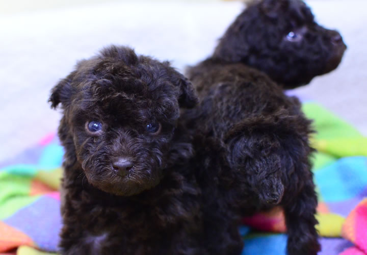 トイプードル|子犬販売|写真04