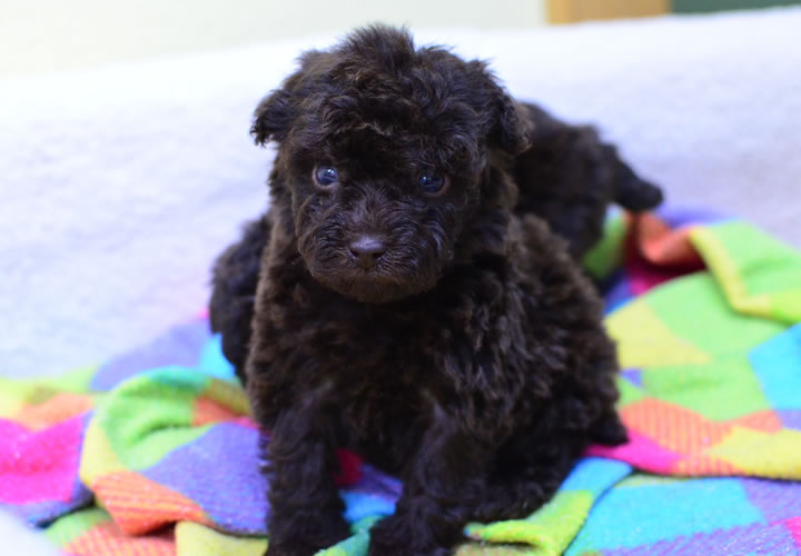 トイプードル|子犬販売|写真05