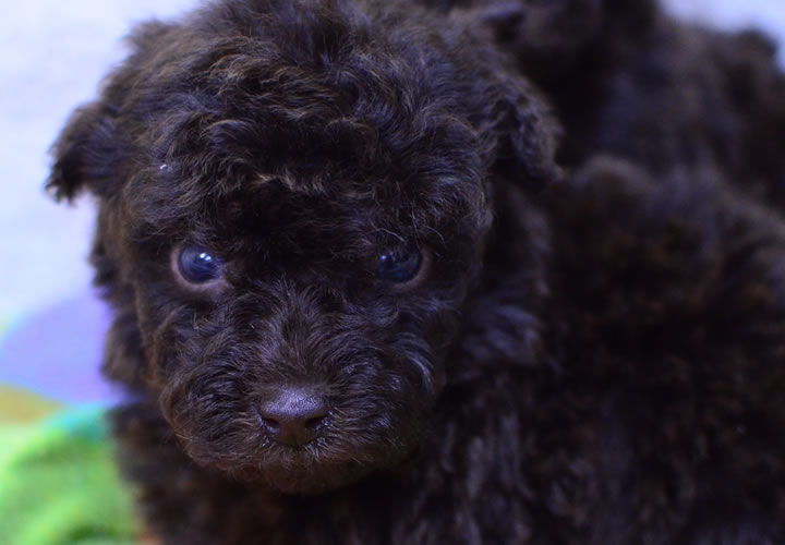 トイプードル|子犬販売|写真06