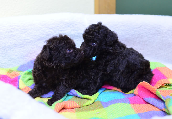 トイプードル|子犬販売|写真07