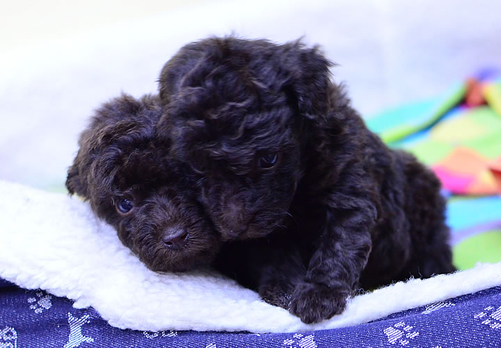 トイプードル|子犬販売|写真08