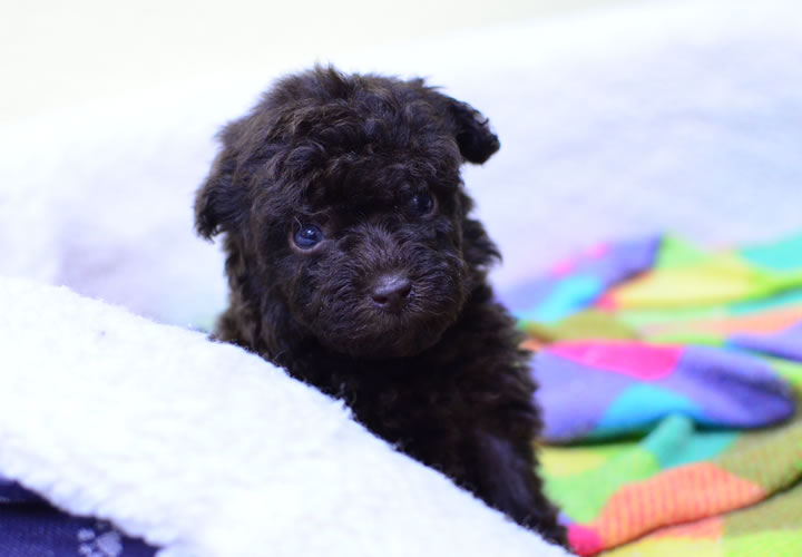 トイプードル|子犬販売|写真09