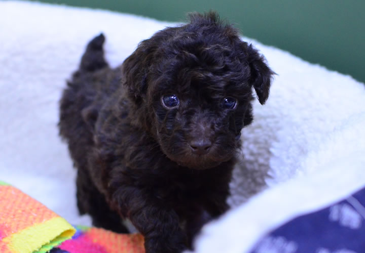 トイプードル|子犬販売|写真10