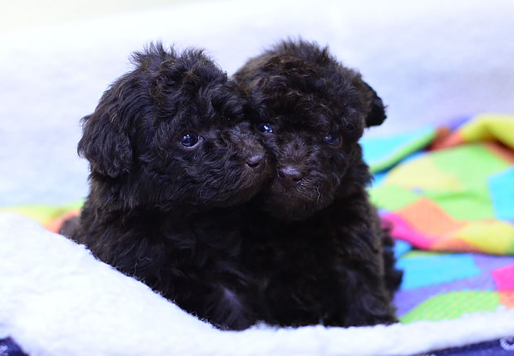 トイプードル|子犬販売|写真11