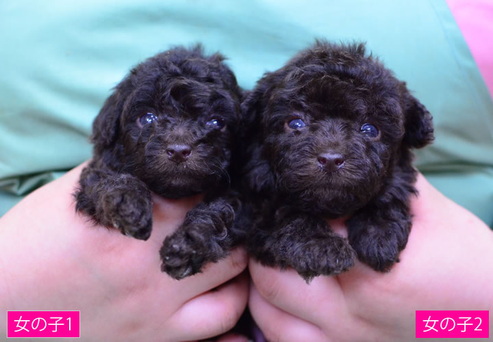 トイプードル|子犬販売|写真12