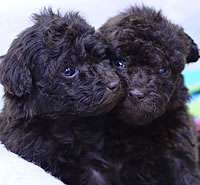トイ・プードル|子犬販売|兵庫県 西宮市