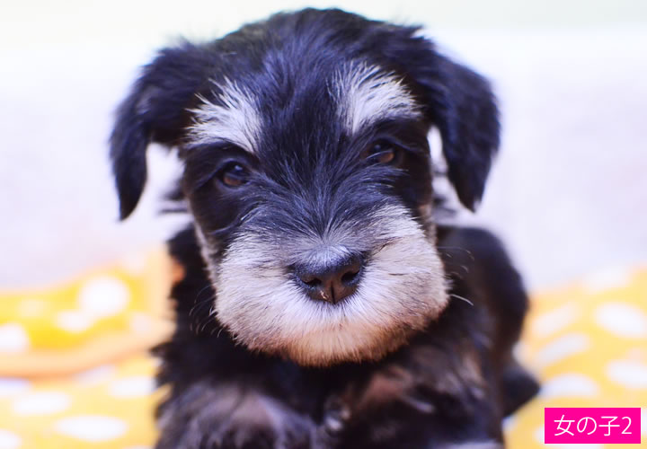 ミニチュア・シュナウザー|子犬販売|写真02