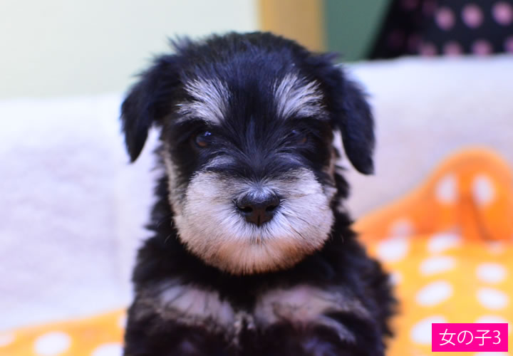 ミニチュア・シュナウザー|子犬販売|写真03