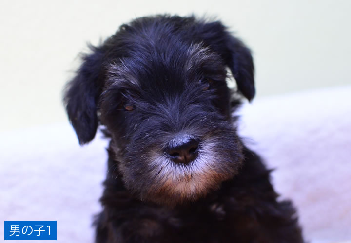ミニチュア・シュナウザー|子犬販売|写真04