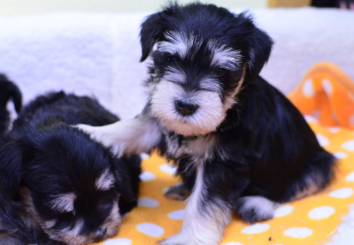 ミニチュア・シュナウザー|子犬販売|写真05