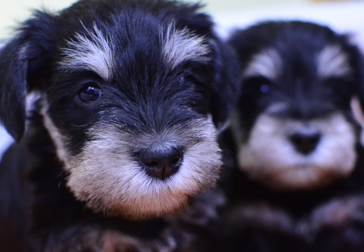 ミニチュア・シュナウザー|子犬販売|写真06