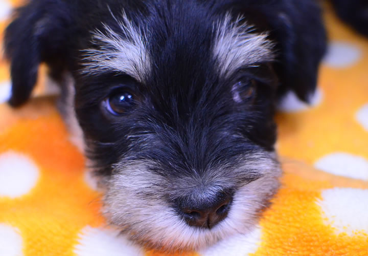 ミニチュア・シュナウザー|子犬販売|写真07