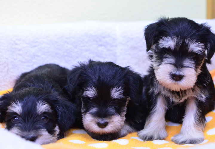 ミニチュア・シュナウザー|子犬販売|写真08