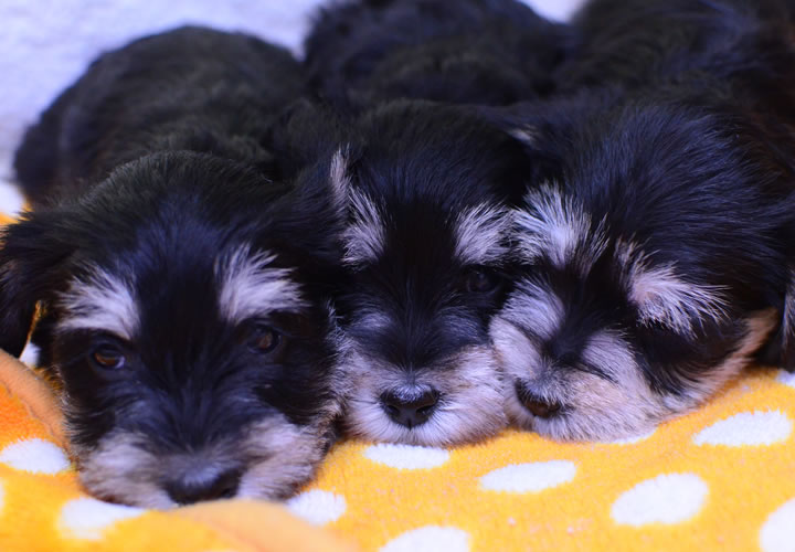 ミニチュア・シュナウザー|子犬販売|写真09