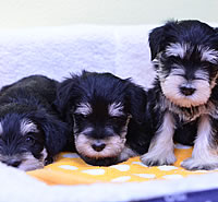 ミニチュア・シュナウザー|子犬販売|兵庫県 西宮市