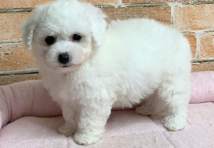 ビション・フリーゼ |子犬販売|写真01