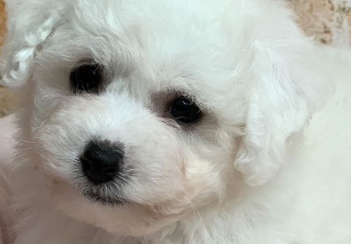 ビション・フリーゼ |子犬販売|写真01