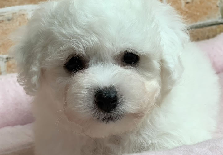 ビション・フリーゼ |子犬販売|写真02